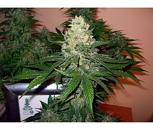 ROCKLOCK  6pcs feminized (DNA Genetics Grow Your Own Collection)