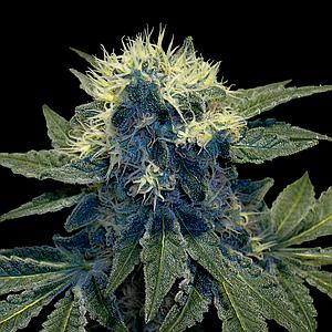 SHARKSBREATH  6pcs feminized (DNA Genetics Grow Your Own Collection)