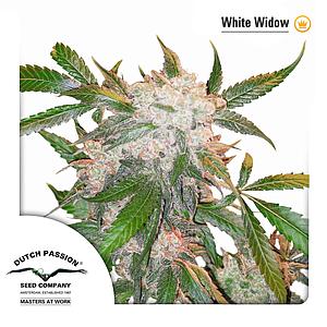 WHITE WIDOW ® 10pcs regular (Dutch Passion)