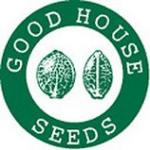 DATOR  10pcs regular (Good House Seeds)