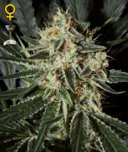 THE CHEESE  5pcs feminized (Green House Seeds)