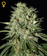 THE DOCTOR  5pcs feminized (Green House Seeds)