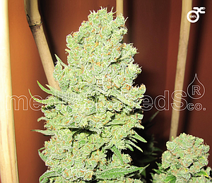 CHANNEL  5pcs feminized (Medical Seeds)