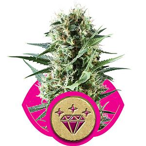 SPECIAL KUSH #1  5pcs feminized (Royal Queen Seeds)
