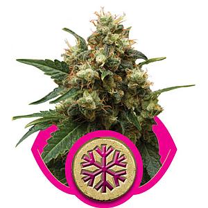 ICE  10pcs feminized (Royal Queen Seeds)