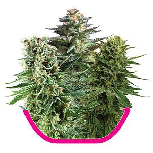 NOTHERN LIGHT  10pcs feminized (Royal Queen Seeds)