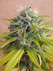 SHARKSBREATH 3pcs feminized (DNA Genetics Grow Your Own Collection)