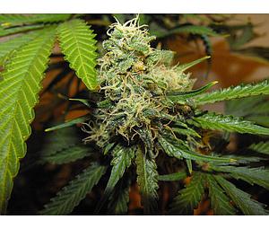 R.K.S. 3pcs feminized (DNA Genetics Grow Your Own Collection)