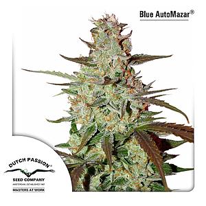 BLUE AUTOMAZAR ® 3pcs autoflower (Dutch Passion)