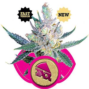 ROYAL CHEESE feminized (Royal Queen Seeds)