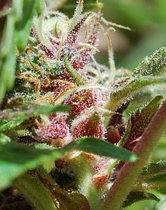 RED PURPS 4pcs feminized (Female Seeds)