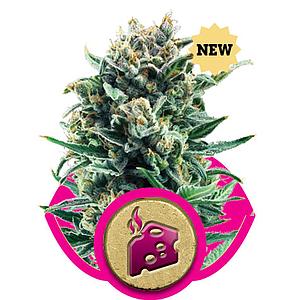 BLUE CHEESE 5pcs feminized (Royal Queen Seeds)