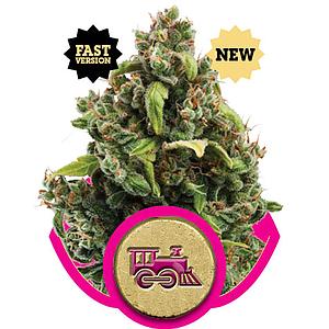 CANDY KUSH EXPRESS 10pcs feminized (Royal Queen Seeds)