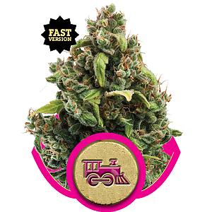 CANDY KUSH EXPRESS 5pcs feminized (Royal Queen Seeds)