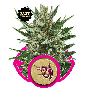 SPEEDY CHILE - FAST 5pcs feminized (Royal Queen Seeds)