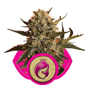 ROYAL MADRE 5pcs feminized (Royal Queen Seeds)