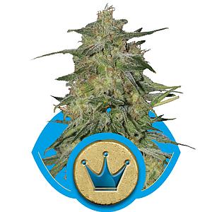 ROYAL HIGHNESS 5pcs feminized (Royal Queen Seeds Medical)