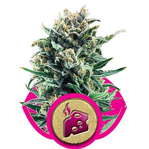 BLUE CHEESE 10pcs feminized (Royal Queen Seeds)