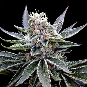 FLORIDA GOLD 6pcs feminized (DNA Genetics Grow Your Own Collection)