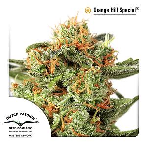 ORANGE HILL SPECIAL ® 10pcs regular (Dutch Passion)