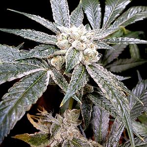 EL FUEGO 6pcs feminized (DNA Genetics Grow Your Own Collection)